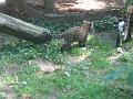 Zoo Cottbus 052